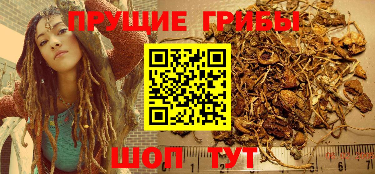 Псилоцибиновые грибы Cubensis Аша